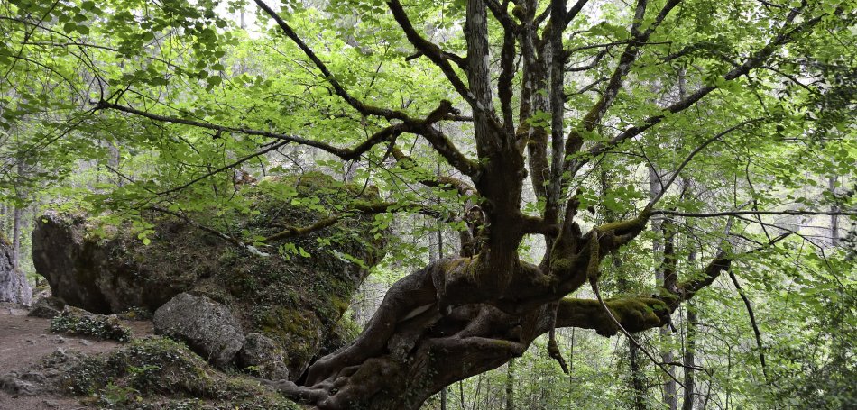 La Hoz de Beteta: naturaleza, cuevas y buitres