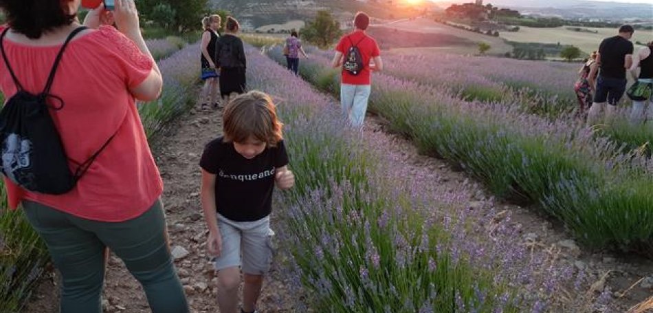 Lavender Tour through La Alcarria