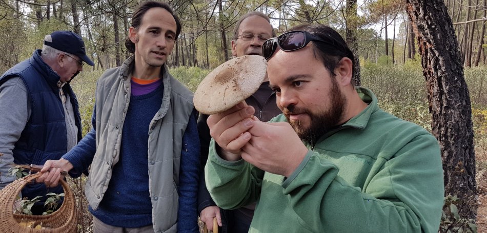 Where to find mushrooms in Cuenca?