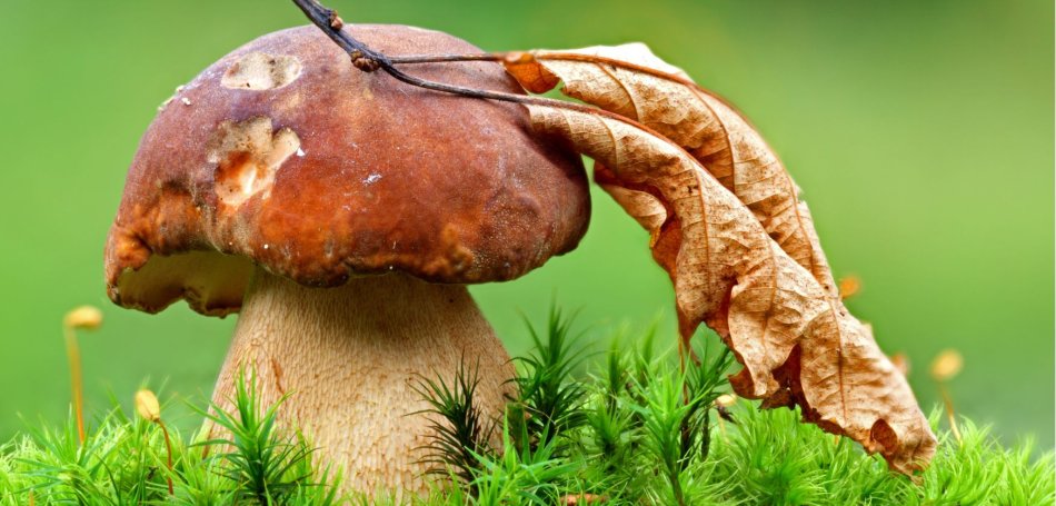 What they have never told you about looking for mushrooms