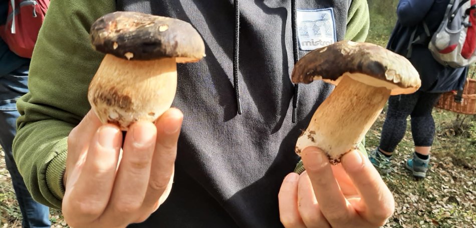 Discover the best Mycological Routes in the Serranía de Cuenca: a trip to the world of mushrooms in autumn