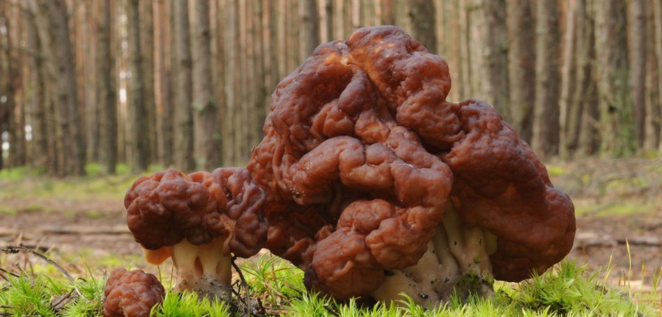 The 5 most toxic mushrooms in Spain