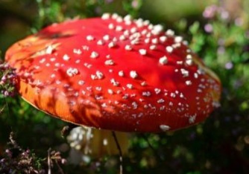 Mycological Route in the Serrania de Cuenca